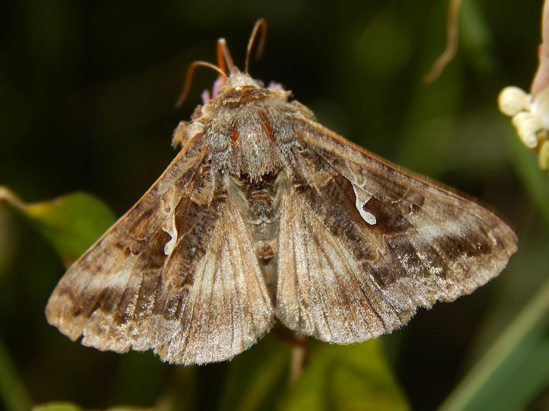 Macdunnoughia confusa?